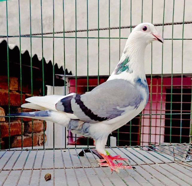  - Nu îmi aparțin 11