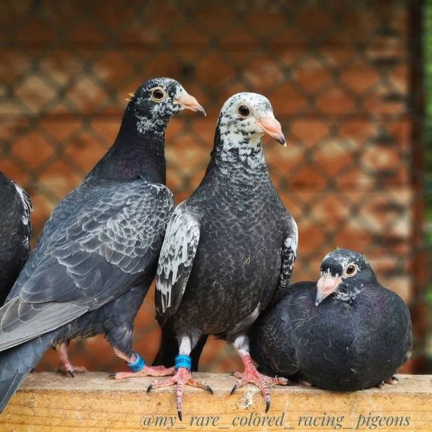  - Nu îmi aparțin 11