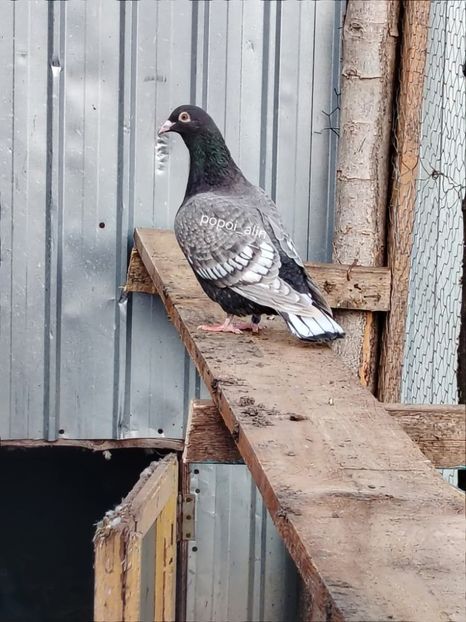  - Nu îmi aparțin 11