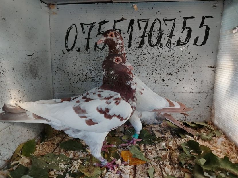  - MATCA MEULEMANS 2018