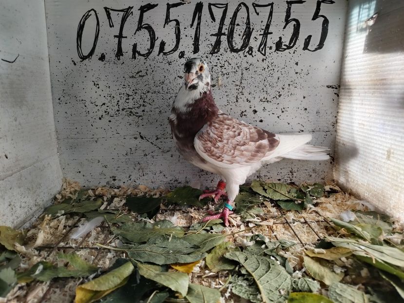  - MATCA MEULEMANS 2018