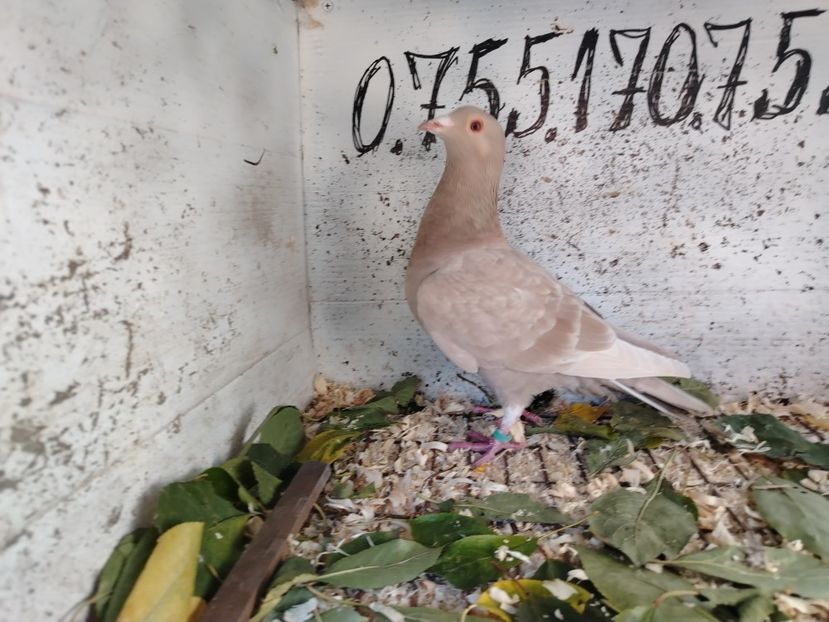  - MATCA MEULEMANS 2018