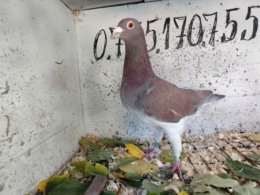  - MATCA MEULEMANS 2018