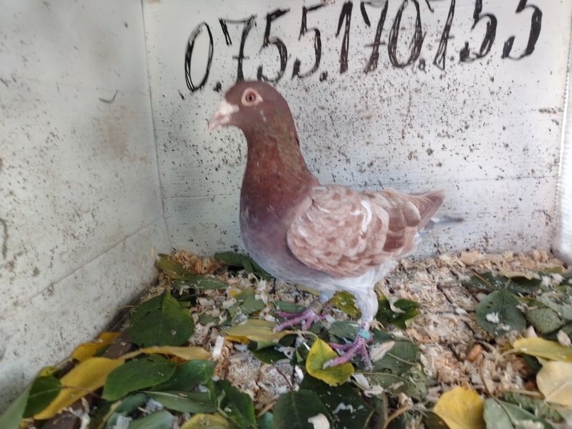  - MATCA MEULEMANS 2018