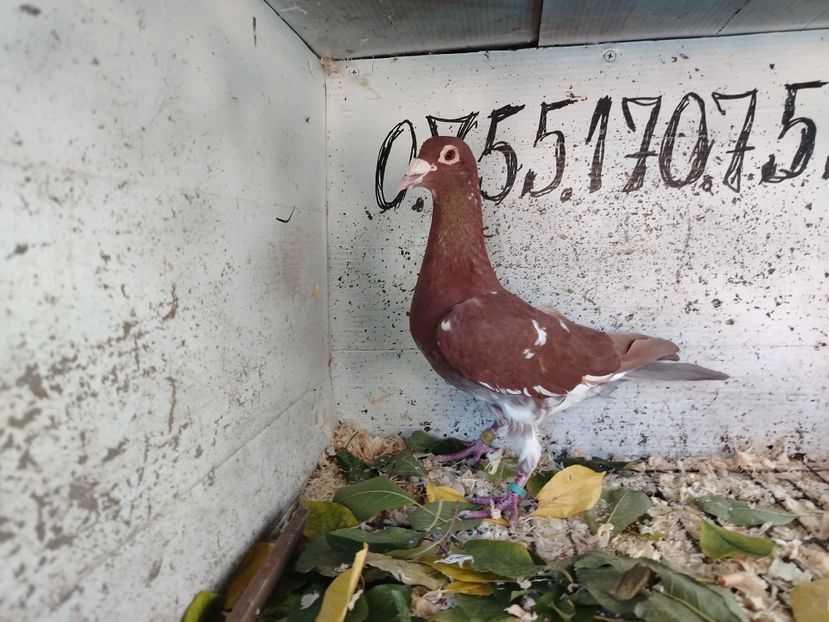  - MATCA MEULEMANS 2018