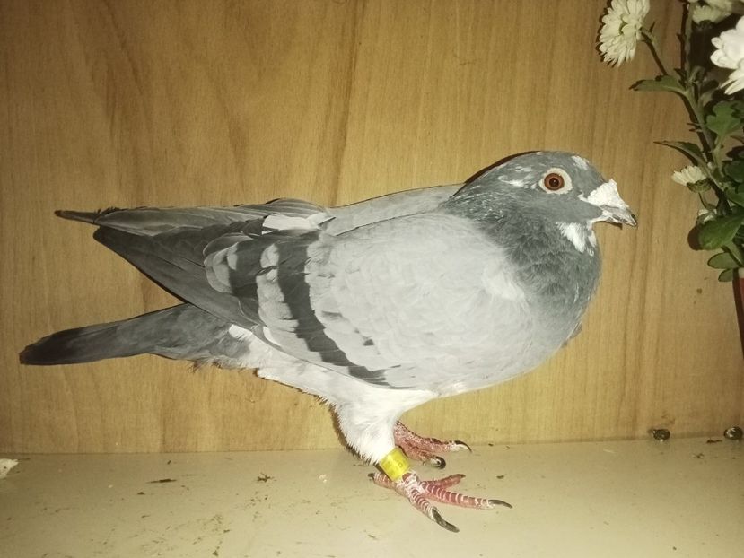  - Jef Houben descendent jonge artist