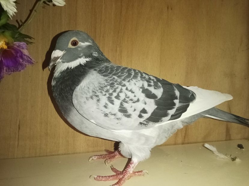 Cor de Heijde - Sofia