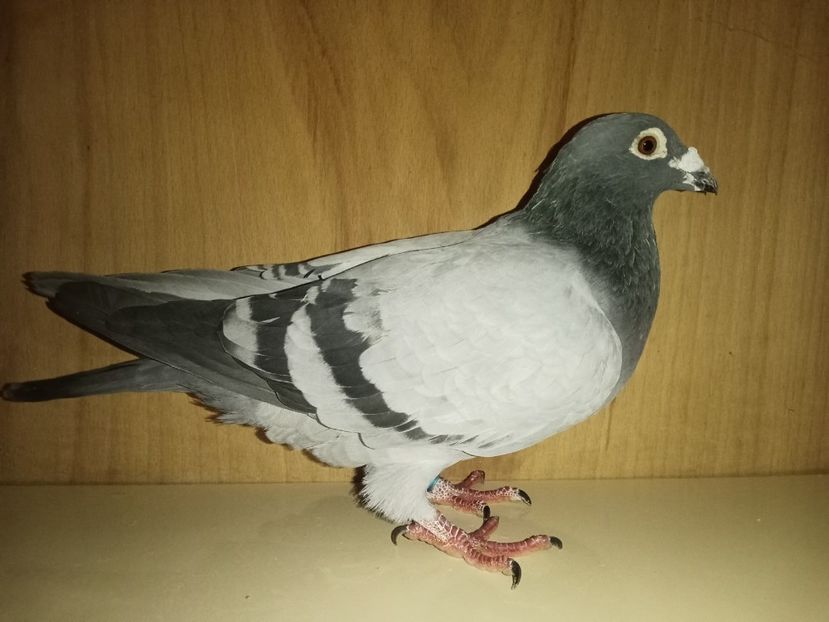 Nepot Killerul Zdenek Pavlic nepot Super Dromer Zdenek Pavlic - Sofia