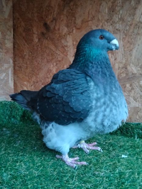 IMG20251021180026 - FEMELE MATCĂ PENTRU 2026