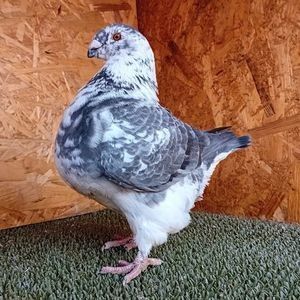 116014712_OPFMWQH3 - FEMELE MATCĂ PENTRU 2026