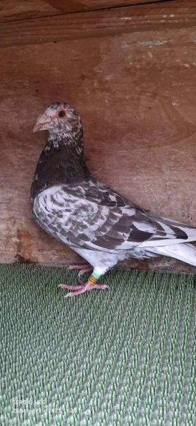  - Nu îmi aparțin 11