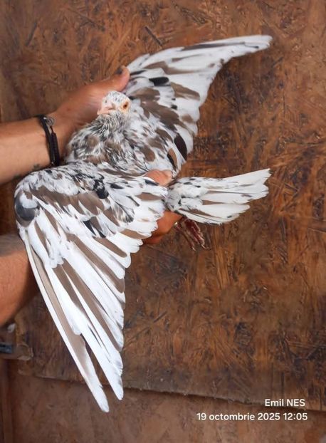  - Nu îmi aparțin 11