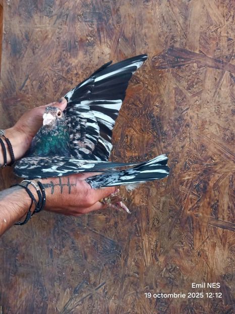  - Nu îmi aparțin 11