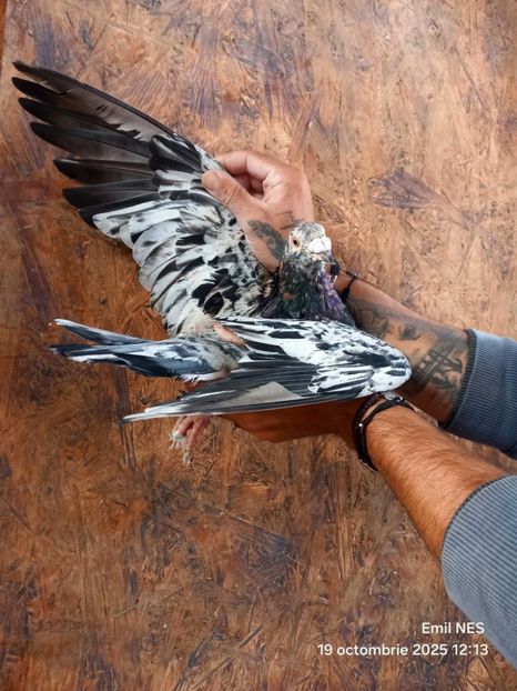  - Nu îmi aparțin 11