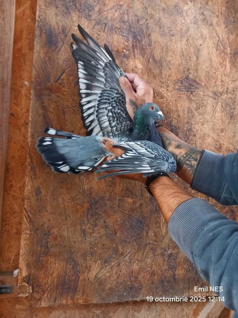  - Nu îmi aparțin 11