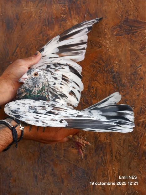  - Nu îmi aparțin 11