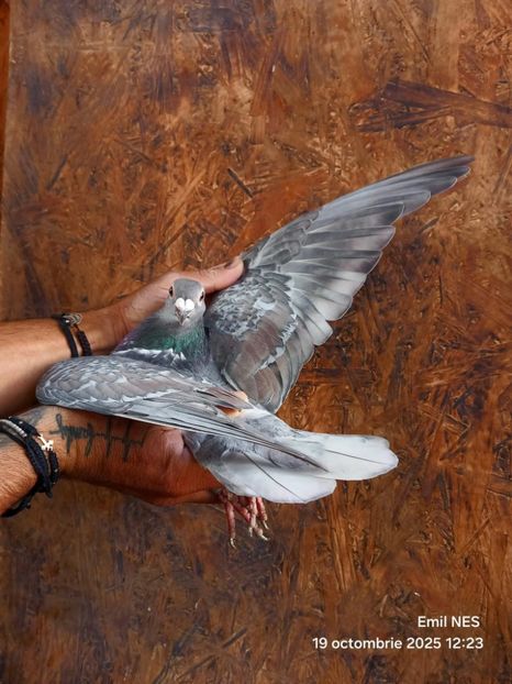  - Nu îmi aparțin 11