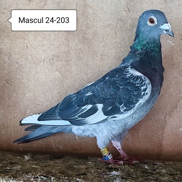 Mascul 24-203....-10 lei - Porumbei vanduti