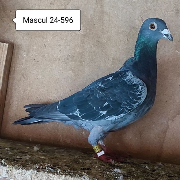 Mascul 24-596 - Porumbei vanduti