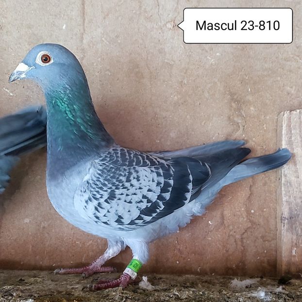 Mascul 23-810 - 90 Porumbei de vanzare