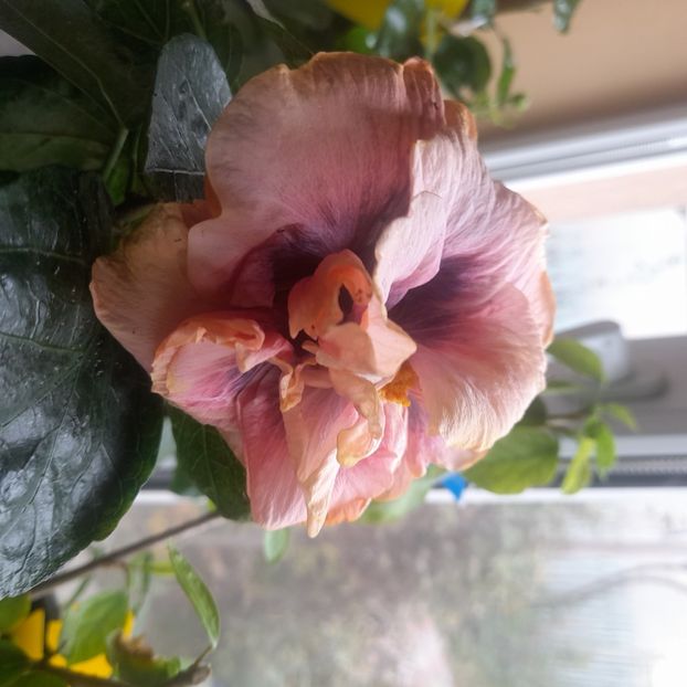 26.10.2025 - HIBISCUSI 2025-5