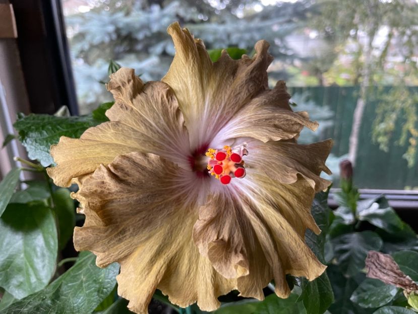  - Moorea Green Gold Pearl