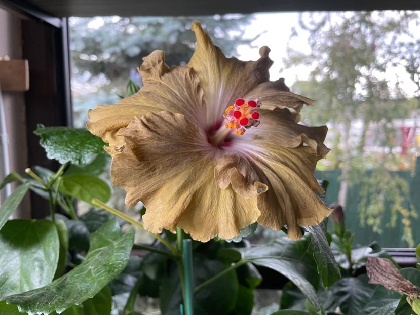  - Moorea Green Gold Pearl