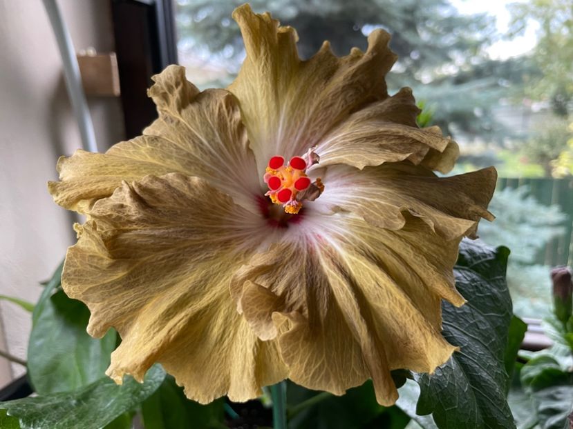  - Moorea Green Gold Pearl