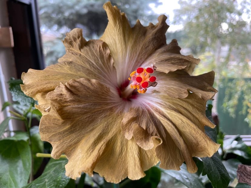  - Moorea Green Gold Pearl