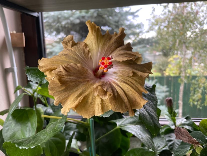  - Moorea Green Gold Pearl