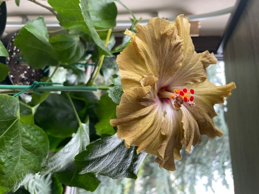  - Moorea Green Gold Pearl