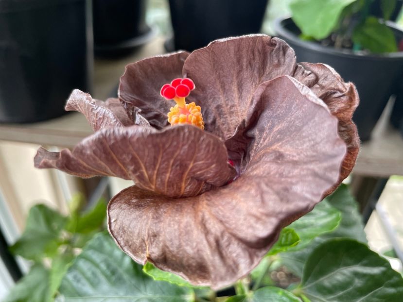  - Teng s black phantom