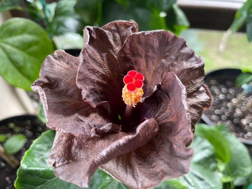  - Teng s black phantom