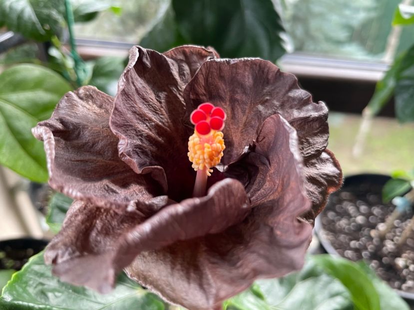  - Teng s black phantom