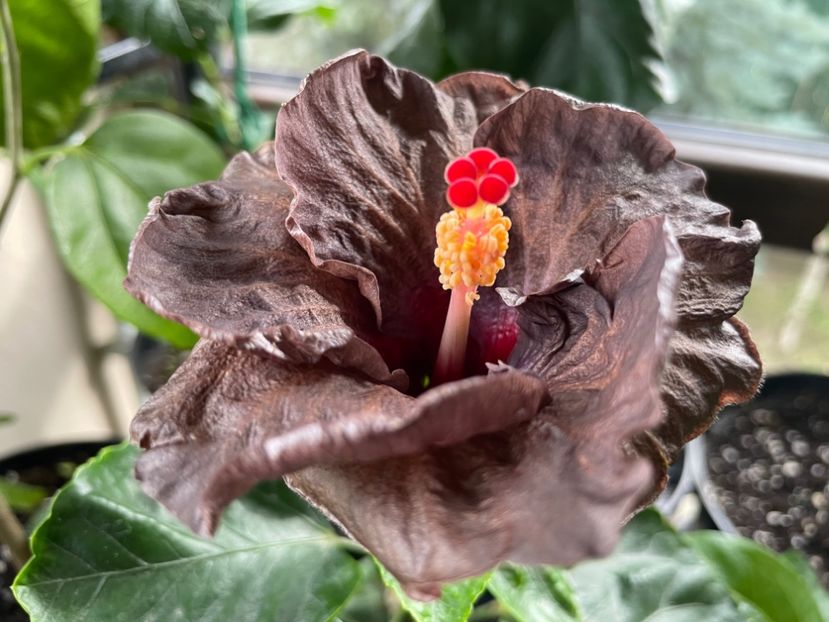  - Teng s black phantom