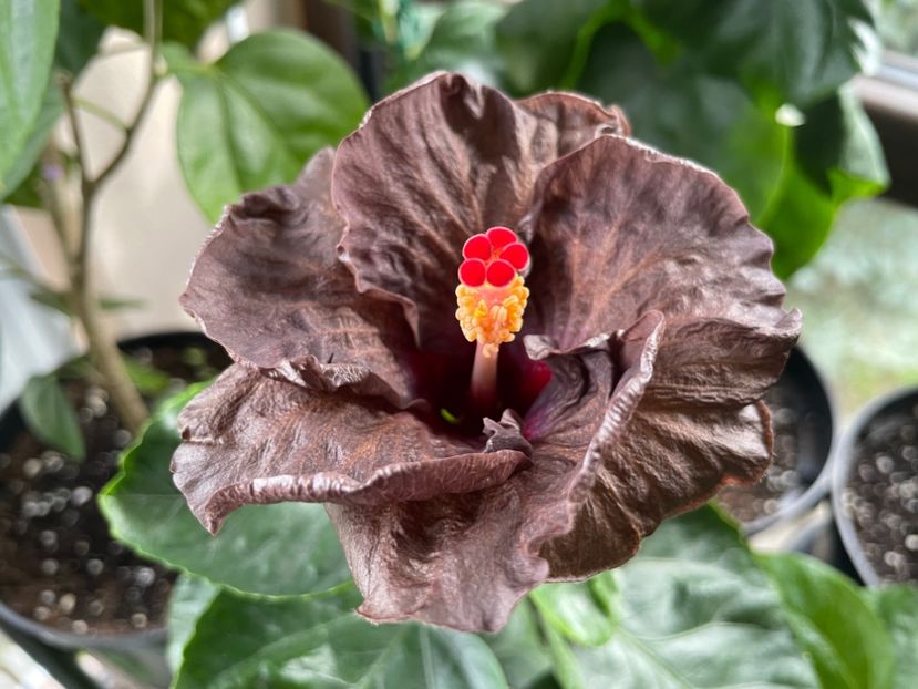  - Teng s black phantom