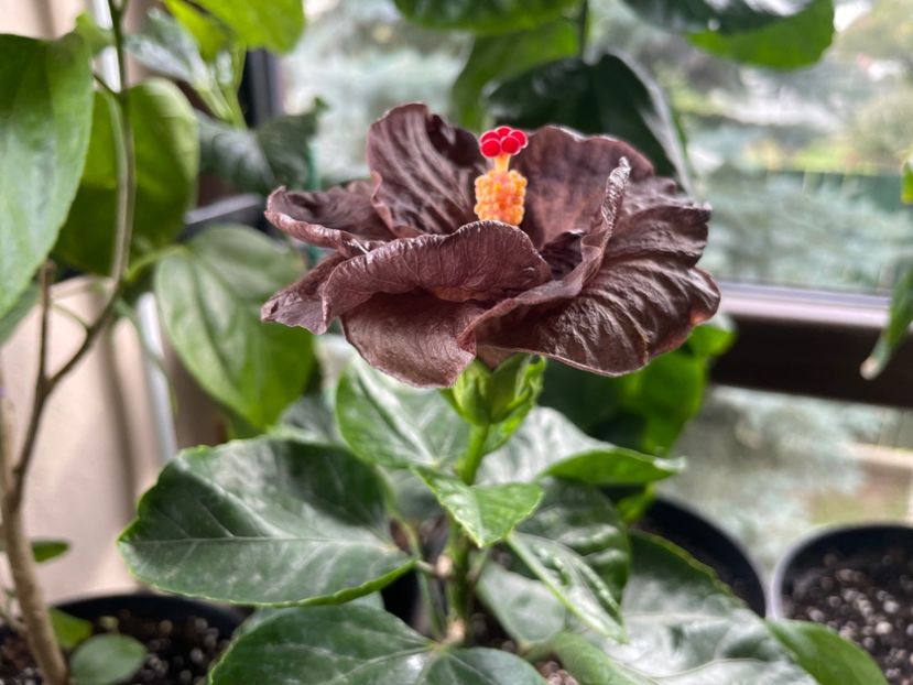  - Teng s black phantom