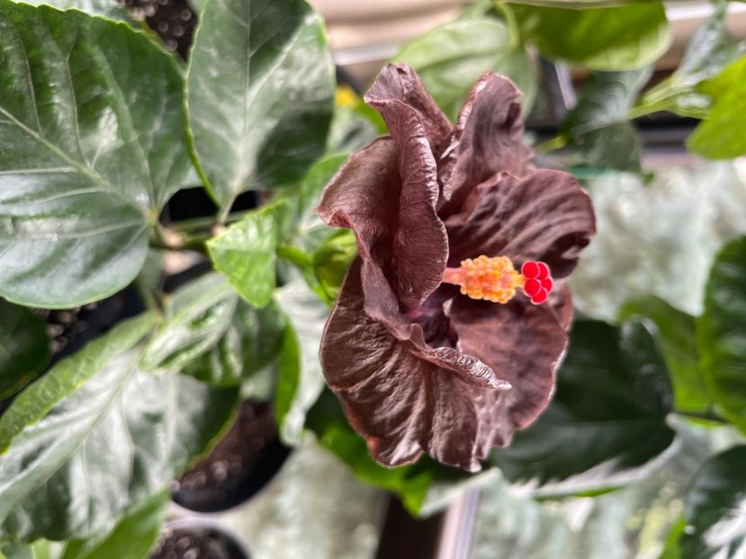  - Teng s black phantom