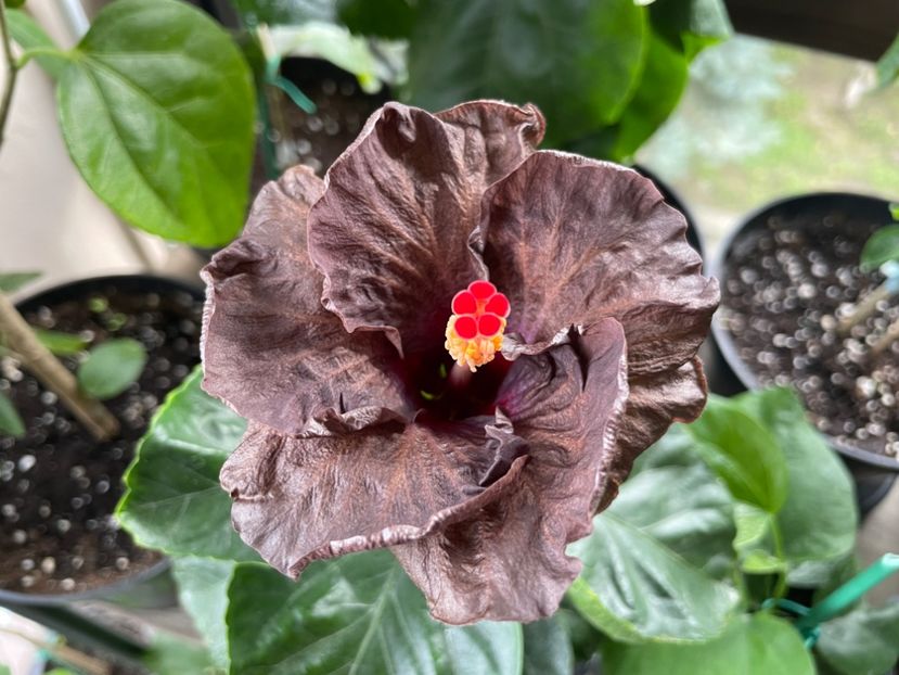  - Teng s black phantom