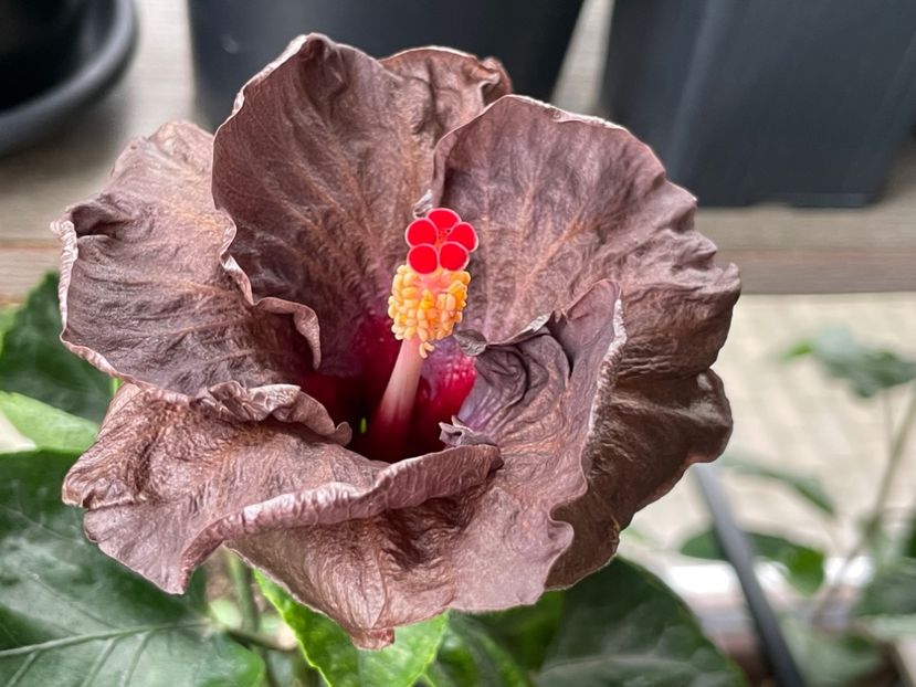  - Teng s black phantom