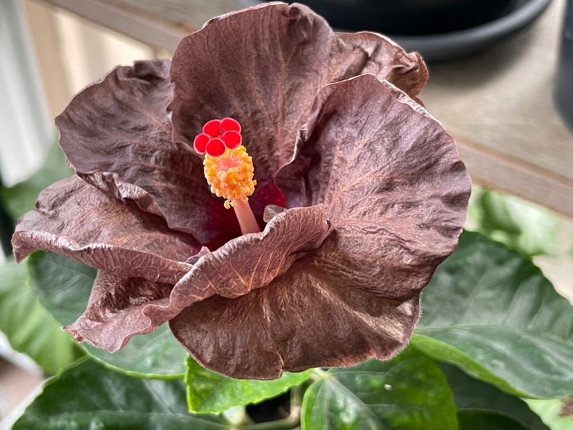  - Teng s black phantom