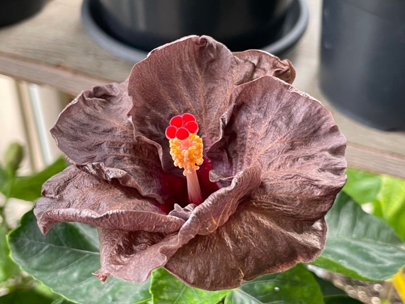  - Teng s black phantom