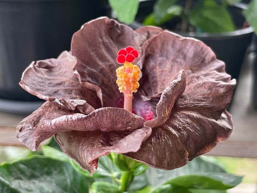  - Teng s black phantom