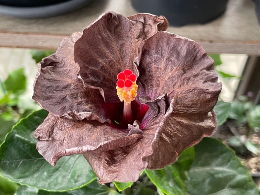  - Teng s black phantom