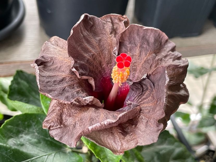  - Teng s black phantom