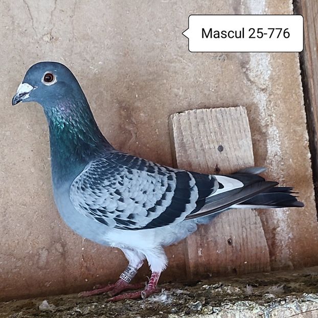 Mascul 25-776 - Stropit list