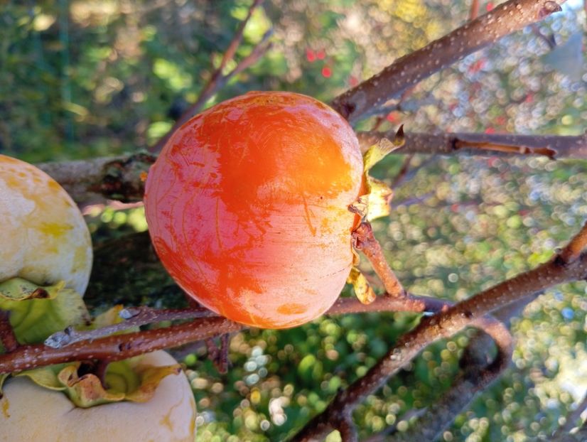 Kaki - De prin grădină