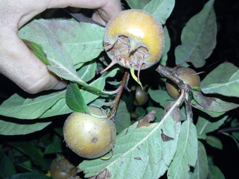 Moșmon - De prin grădină