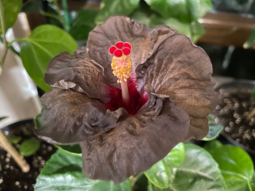  - Teng s black phantom