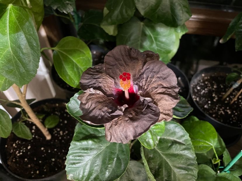  - Teng s black phantom